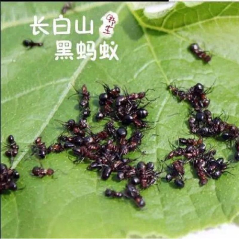 黑蚂蚁一手货源产地直销