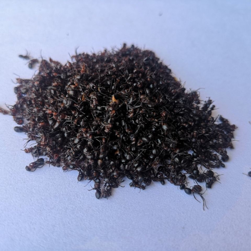黑蚂蚁一手货源产地直销