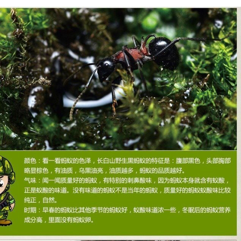 黑蚂蚁一手货源产地直销