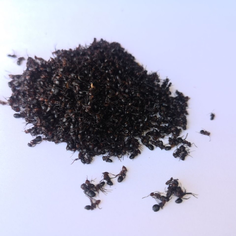 黑蚂蚁一手货源产地直销