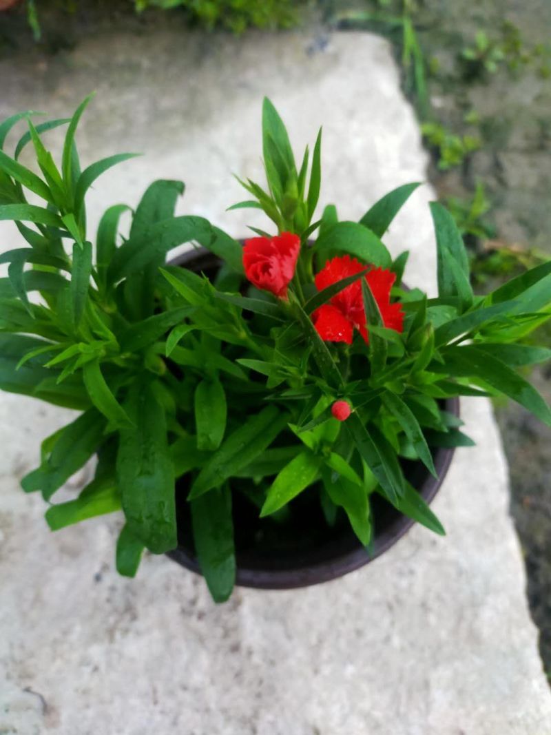 石竹双色杯基地直销，一手货源，精品货，质量有保障