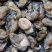 120头海蛎干生蚝干福建批发代发海味干货礼盒