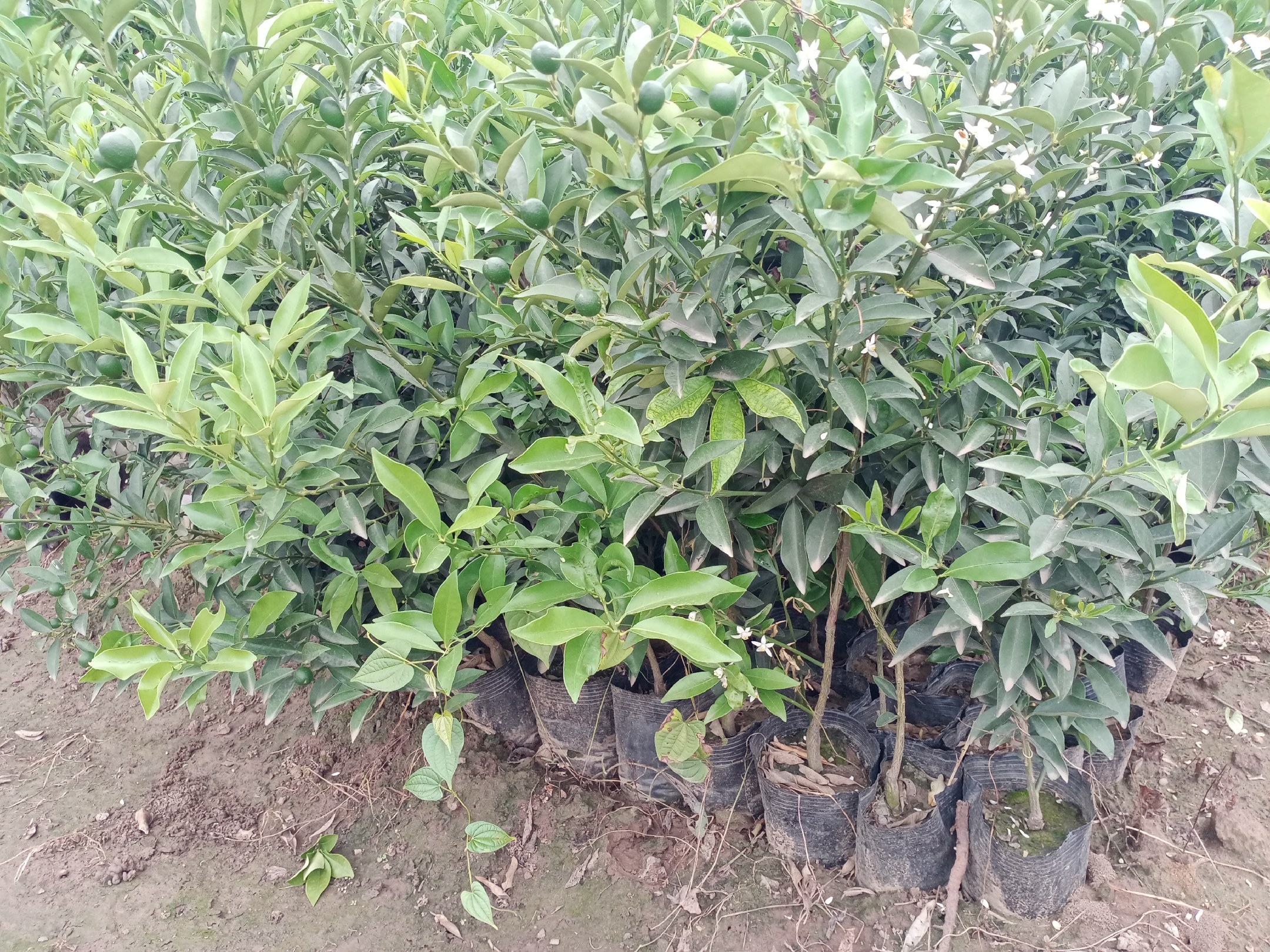 海南青金桔标准株行距布局示意图