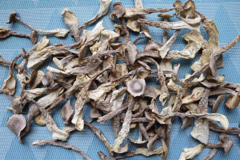 AA鹿茸菌食用菌干货味道鲜批发代发送礼礼盒