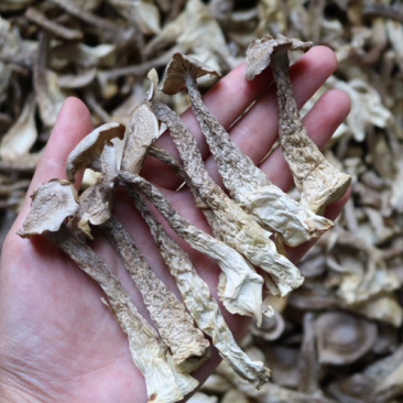 AA鹿茸菌食用菌干货味道鲜批发代发送礼礼盒