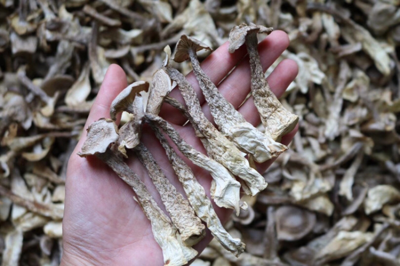 AA鹿茸菌食用菌干货味道鲜批发代发送礼礼盒