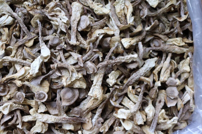 AA鹿茸菌食用菌干货味道鲜批发代发送礼礼盒
