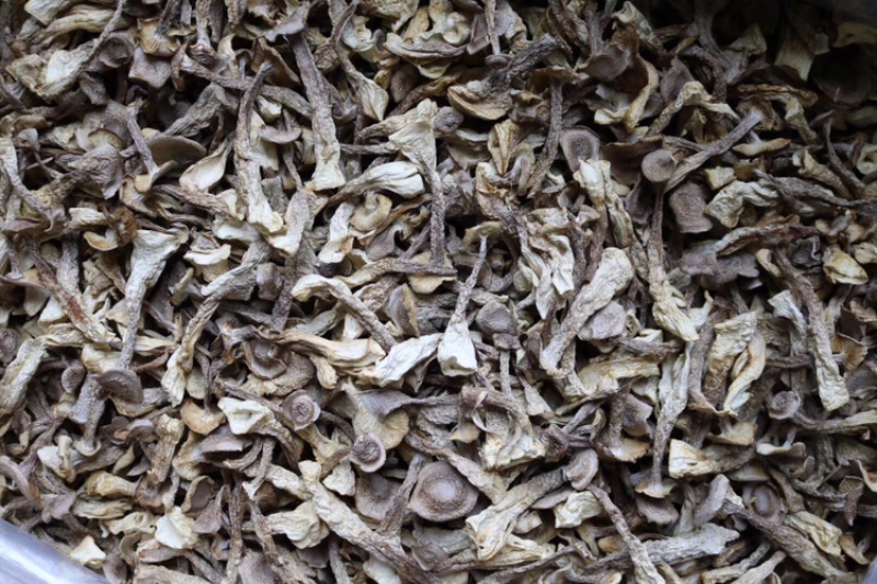 AA鹿茸菌食用菌干货味道鲜批发代发送礼礼盒