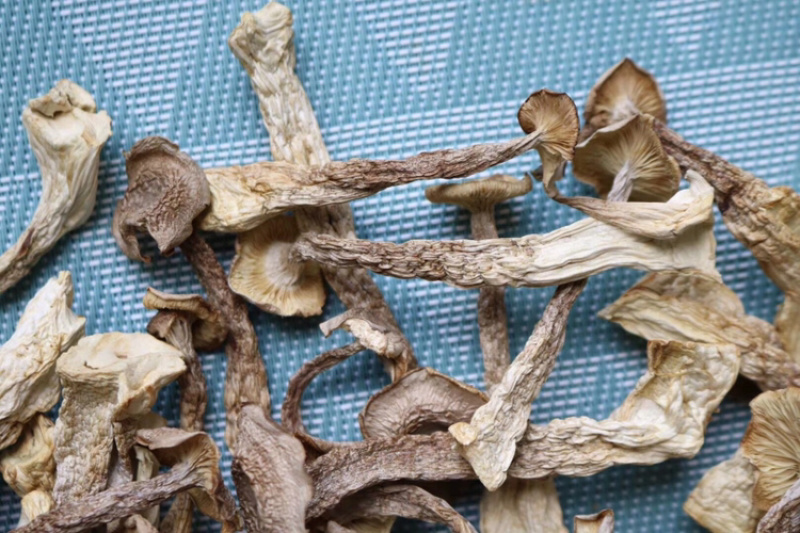 AA鹿茸菌食用菌干货味道鲜批发代发送礼礼盒