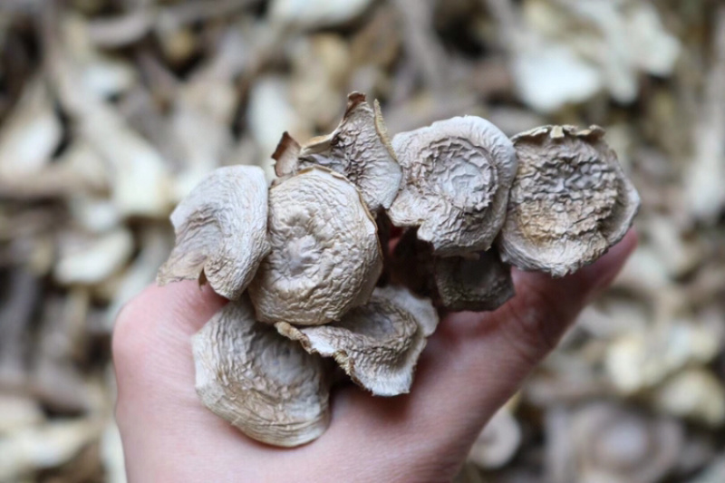 AA鹿茸菌食用菌干货味道鲜批发代发送礼礼盒