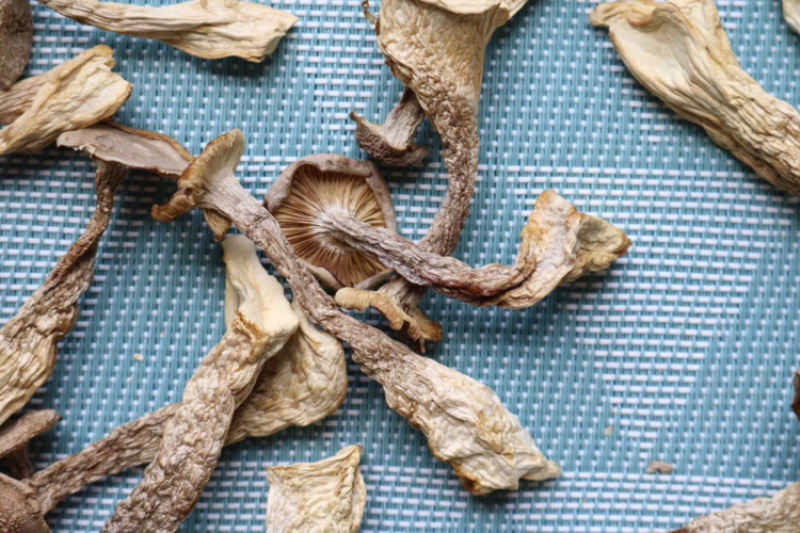 AA鹿茸菌食用菌干货味道鲜批发代发送礼礼盒