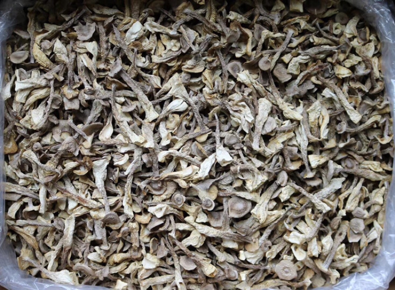 AA鹿茸菌食用菌干货味道鲜批发代发送礼礼盒