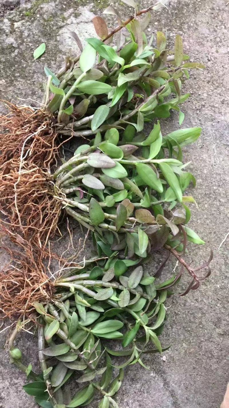 铁皮石斛苗三年铁皮石斛棚苗育化苗大量供应