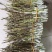 铁皮石斛苗三年铁皮石斛棚苗育化苗大量供应