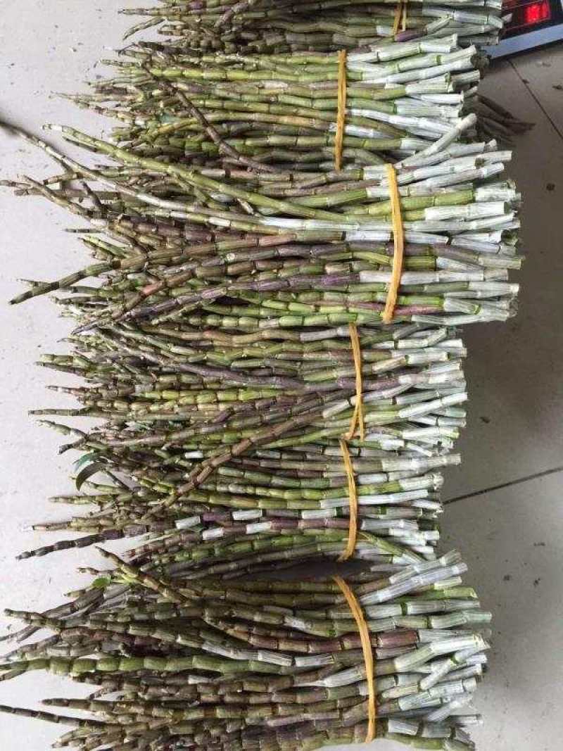 铁皮石斛苗三年铁皮石斛棚苗育化苗大量供应