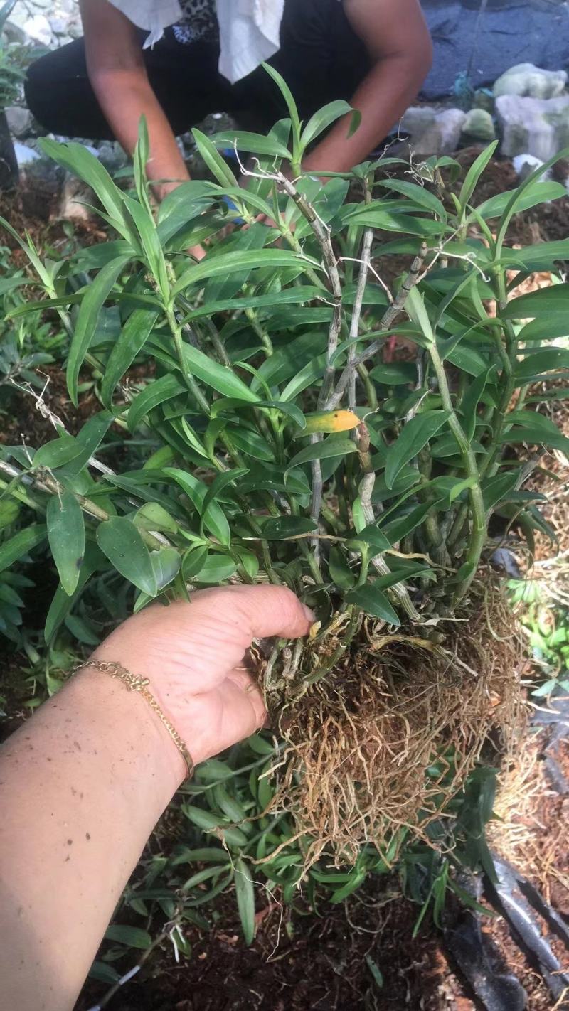 铁皮石斛苗三年铁皮石斛棚苗育化苗大量供应