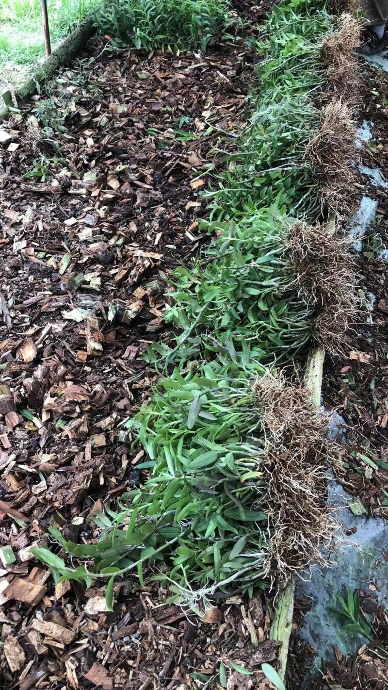 铁皮石斛苗三年铁皮石斛棚苗育化苗大量供应