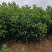 核桃树1-6公分核桃树工程苗果树苗占地苗规格齐全