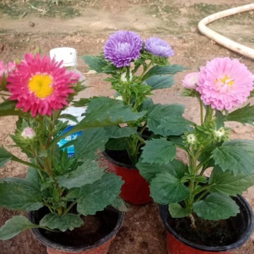 翠菊,基地直销,常年销售各种绿化苗木。