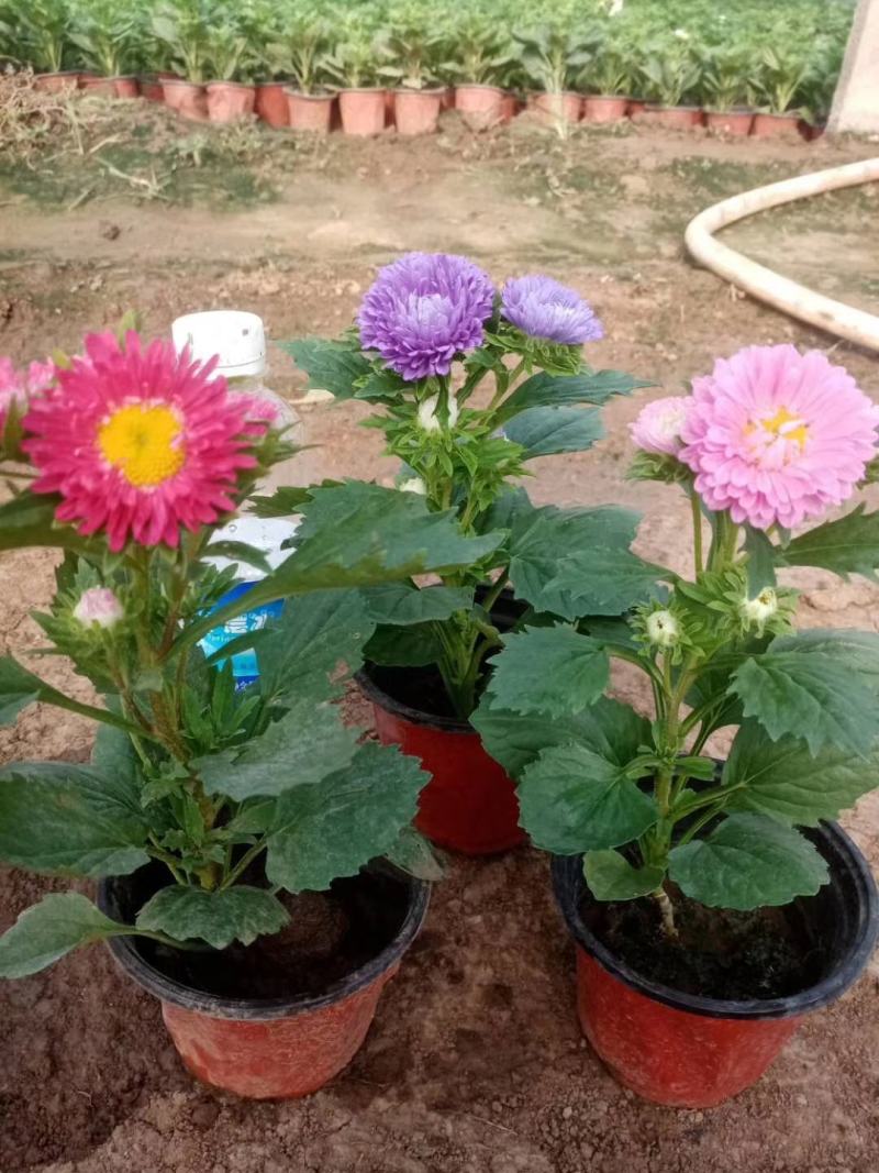翠菊，基地直销，常年销售各种绿化苗木。