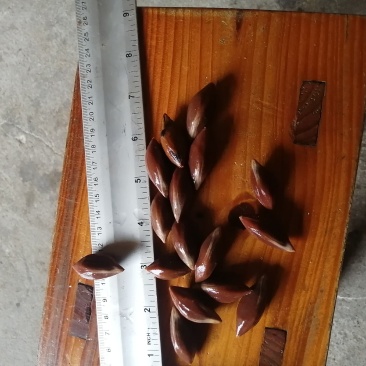 黑橄榄，油榄肉，！！
