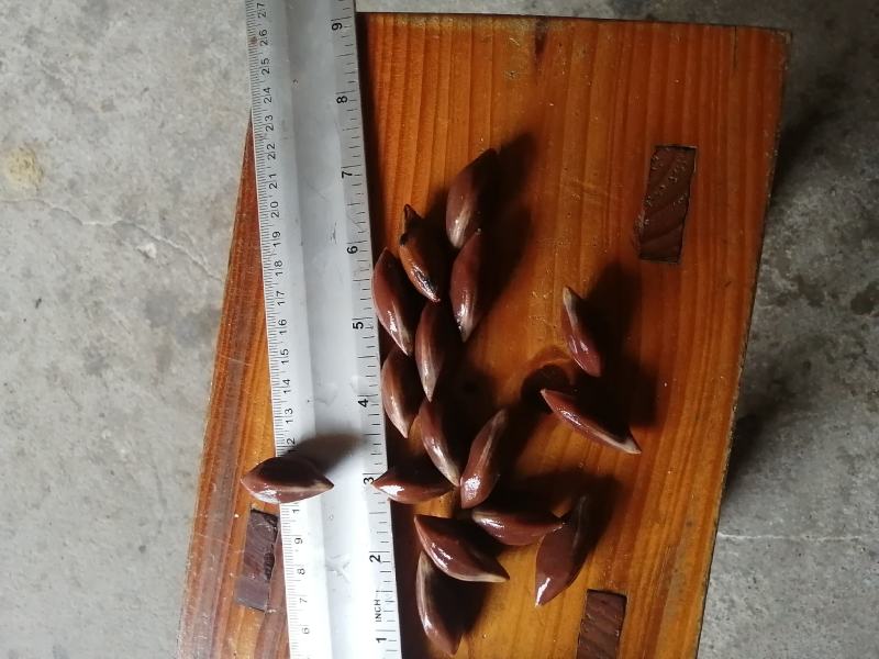 黑橄榄，油榄肉，！！
