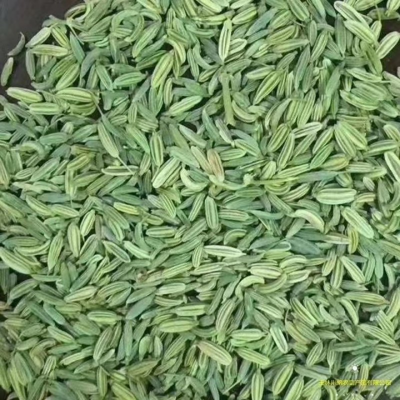 国产特绿小茴香包含量包过检，统绿统货小茴香大量供批零兼营