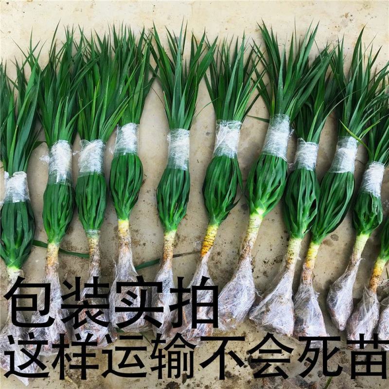 龙须树龙铁树单多头龙血树室内客厅大型盆栽