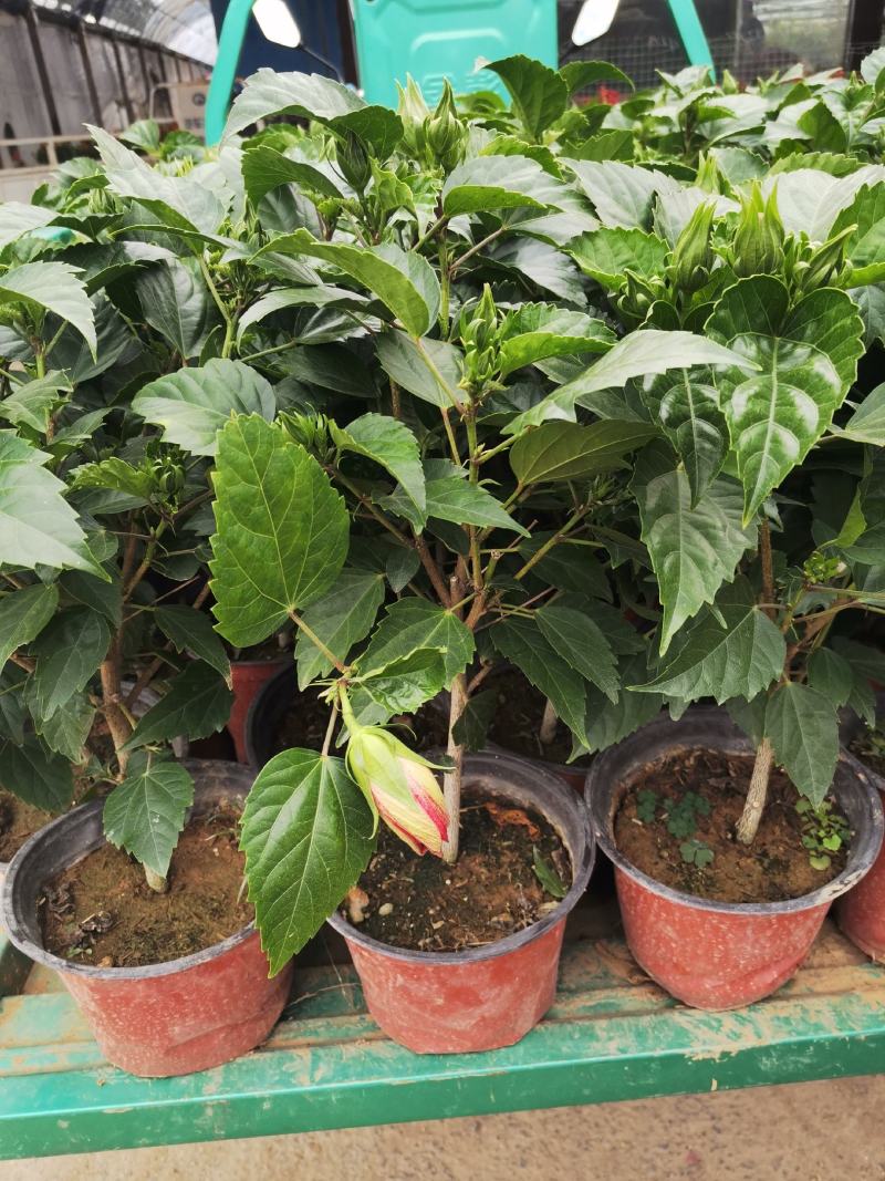 木槿重瓣木槿基地直发