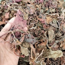 野生红天葵，紫背天葵散血子红水葵中药材
