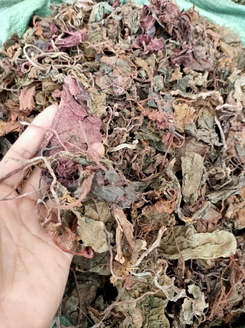 野生红天葵，紫背天葵散血子红水葵中药材