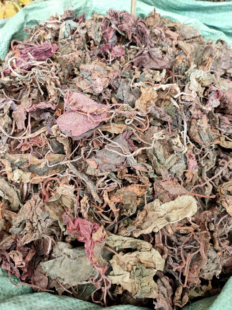 野生红天葵，紫背天葵散血子红水葵中药材