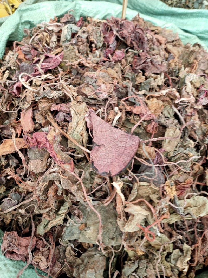 野生红天葵，紫背天葵散血子红水葵中药材
