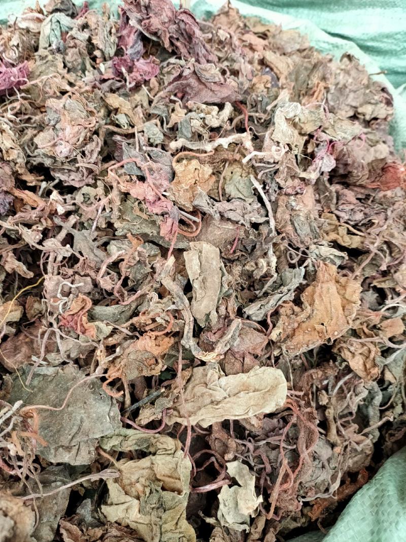 野生红天葵，紫背天葵散血子红水葵中药材