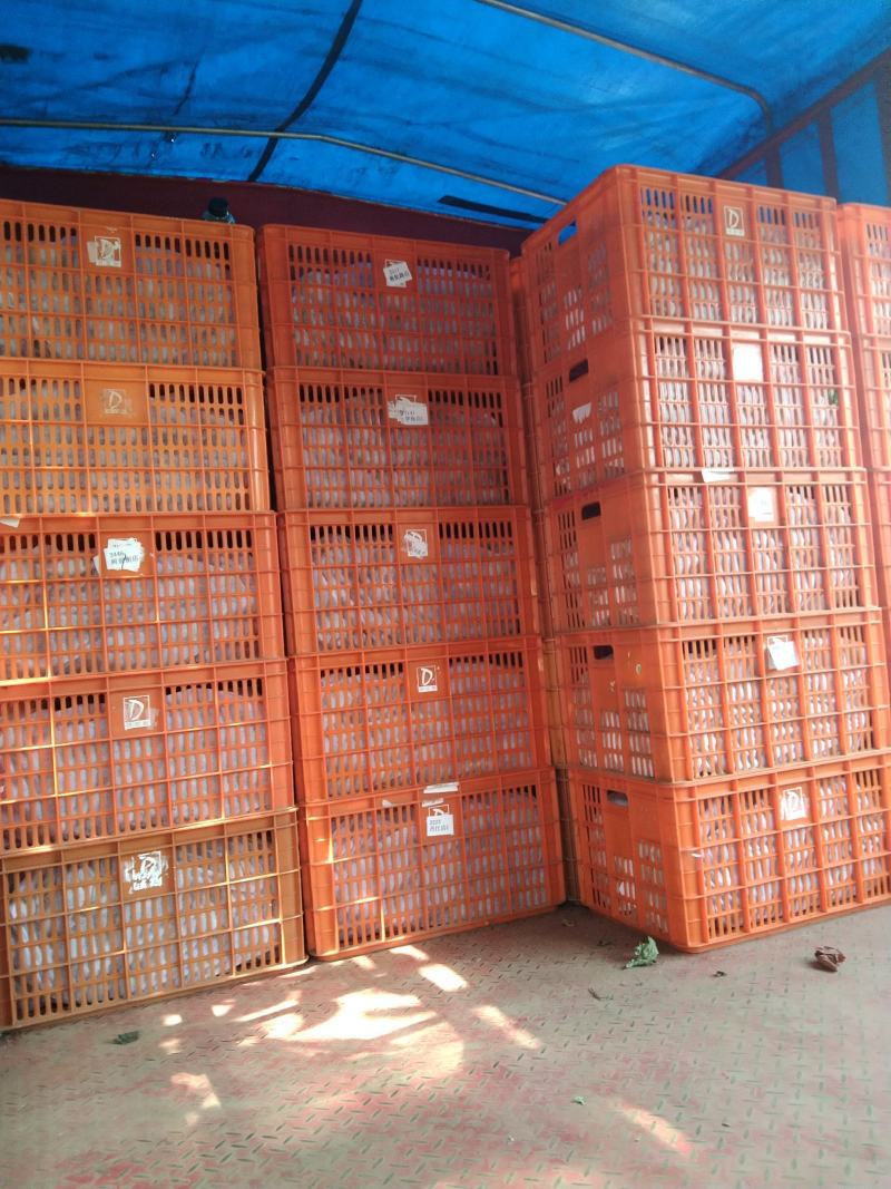 2024新品徐香猕猴桃上市，味甜可口，多汁，现摘现发