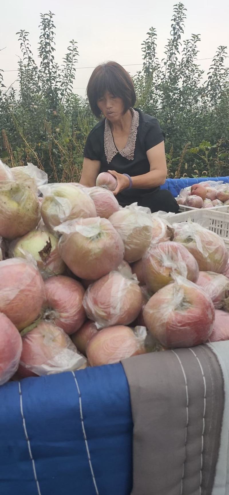 山东红富苹果，个头大，颜色好，