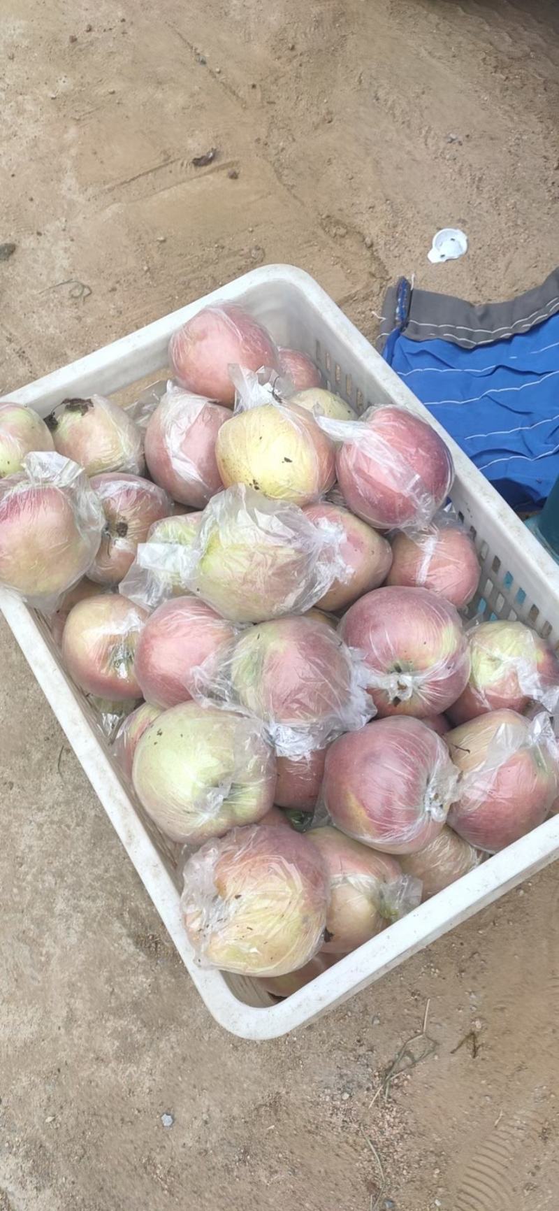 山东红富苹果，个头大，颜色好，
