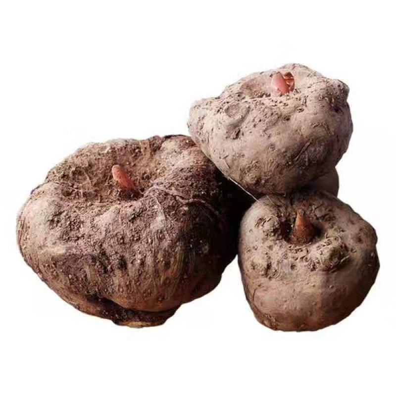 新鲜白魔芋豆腐原材料小魔芋老品种陕南特产