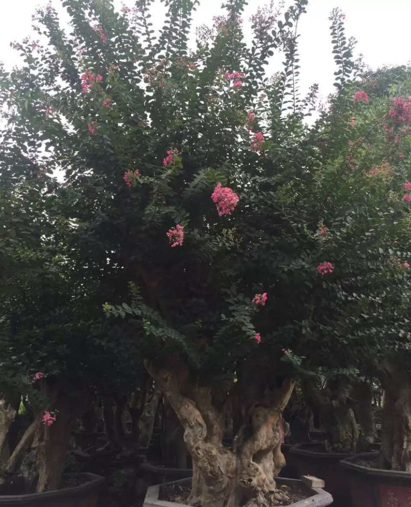 漳州紫薇树桩盆景浙江大型紫薇桩头桩景古桩湖南老桩批发