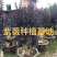 漳州紫薇树桩盆景浙江大型紫薇桩头桩景古桩湖南老桩批发