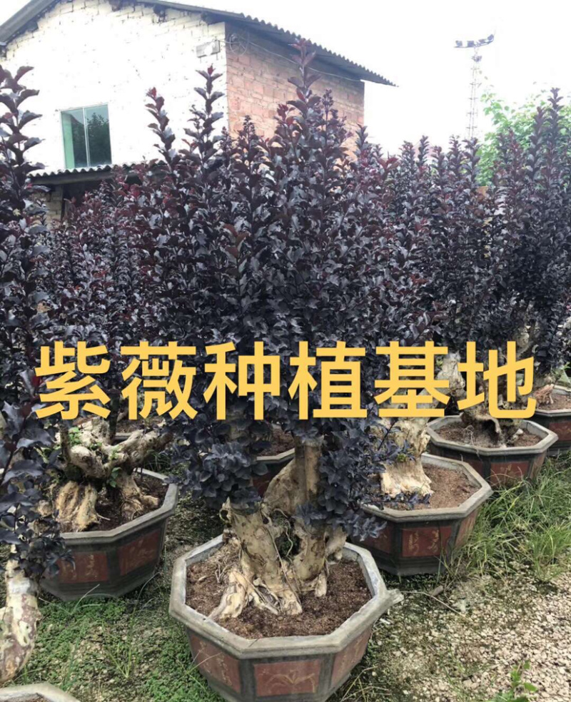 漳州紫薇树桩盆景浙江大型紫薇桩头桩景古桩湖南老桩批发