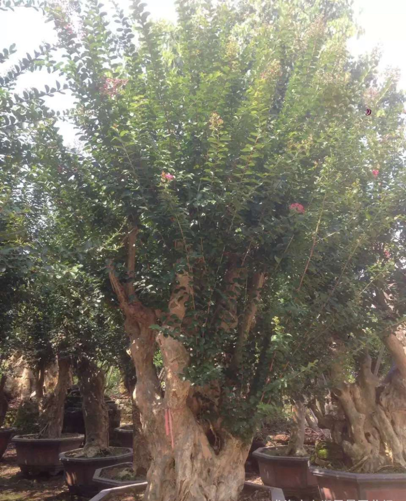 漳州紫薇树桩盆景浙江大型紫薇桩头桩景古桩湖南老桩批发