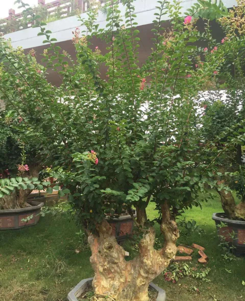 漳州紫薇树桩盆景浙江大型紫薇桩头桩景古桩湖南老桩批发