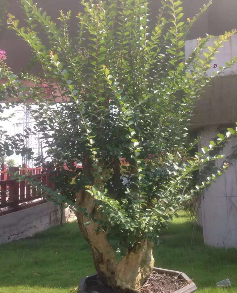 漳州紫薇树桩盆景浙江大型紫薇桩头桩景古桩湖南老桩批发