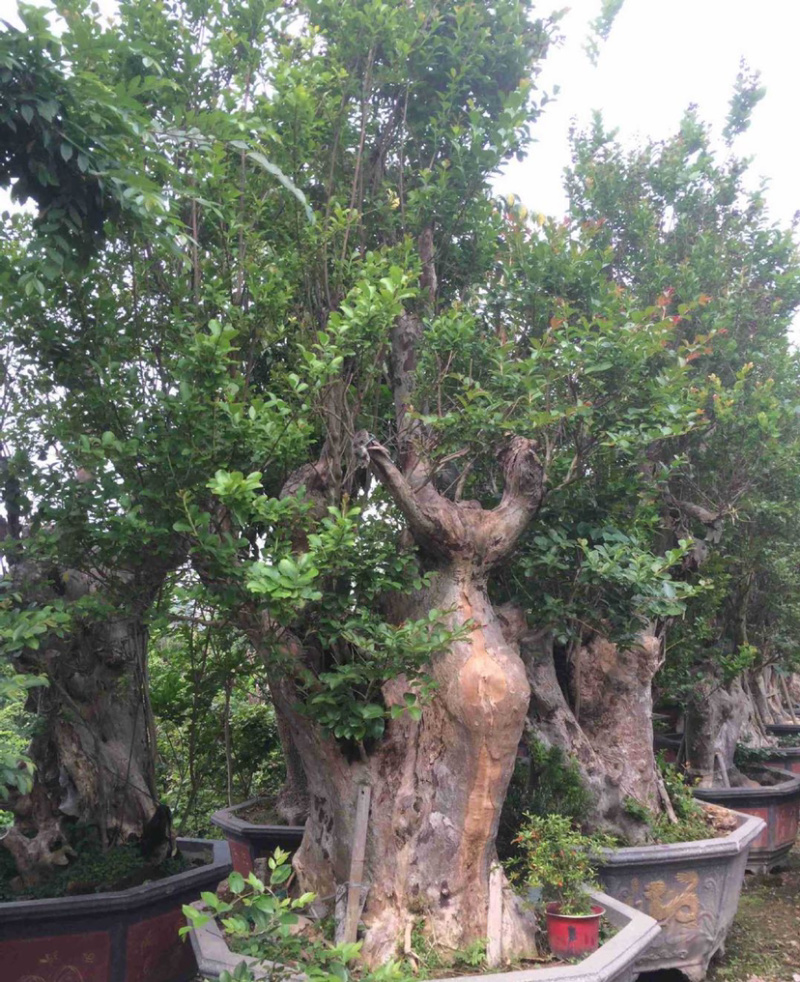 漳州紫薇树桩盆景浙江大型紫薇桩头桩景古桩湖南老桩批发