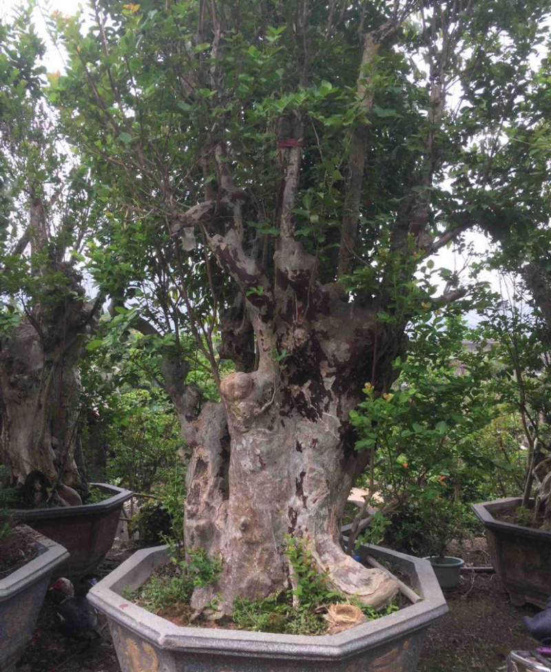 漳州紫薇树桩盆景浙江大型紫薇桩头桩景古桩湖南老桩批发