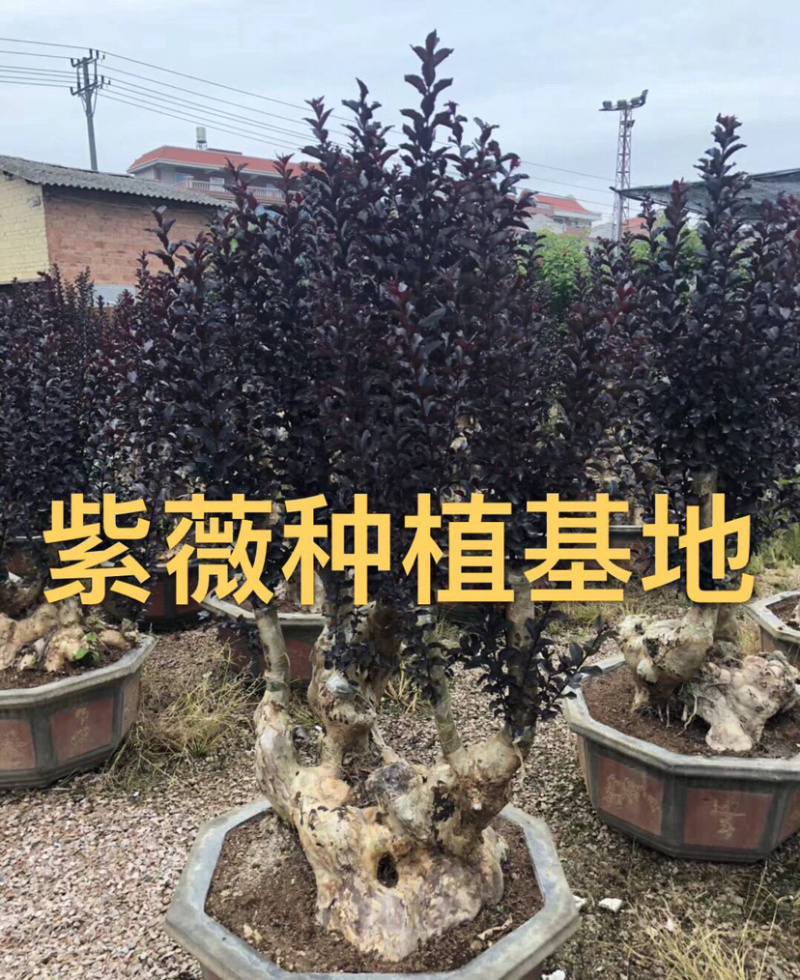漳州紫薇树桩盆景浙江大型紫薇桩头桩景古桩湖南老桩批发