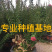 漳州紫薇树桩盆景浙江大型紫薇桩头桩景古桩湖南老桩批发