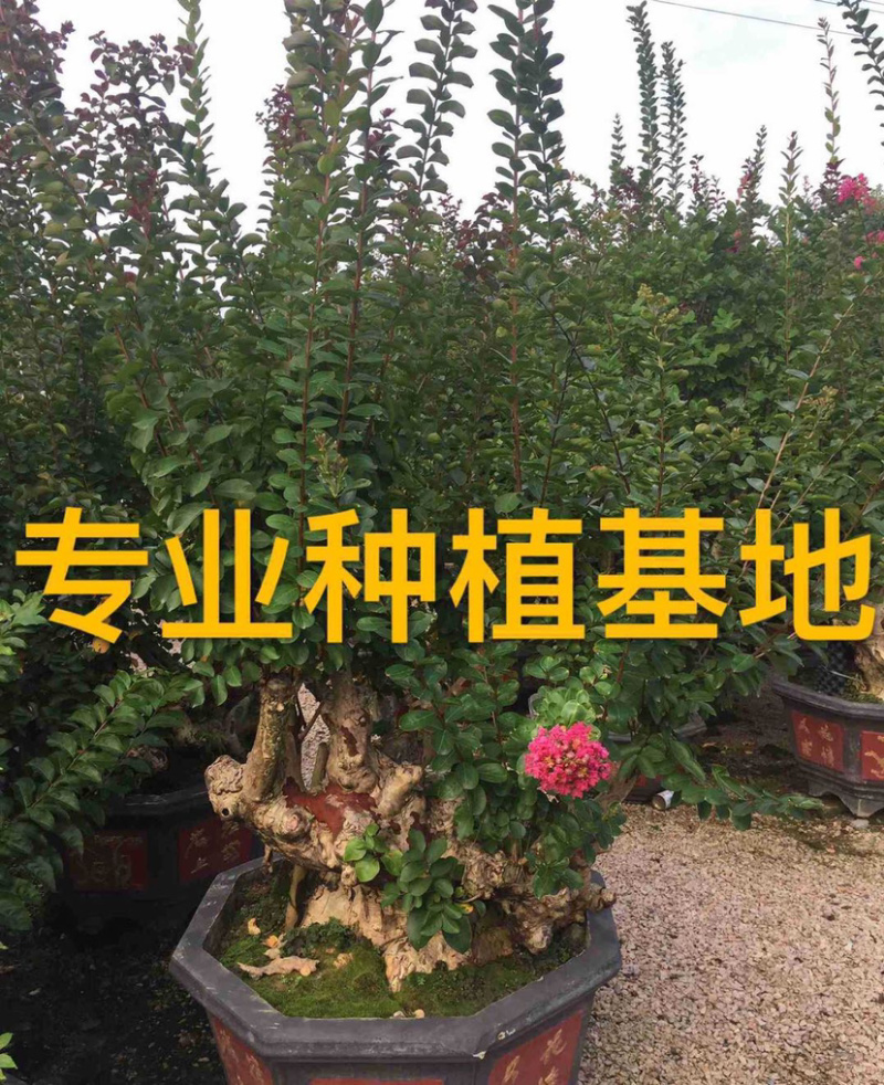 漳州紫薇树桩盆景浙江大型紫薇桩头桩景古桩湖南老桩批发