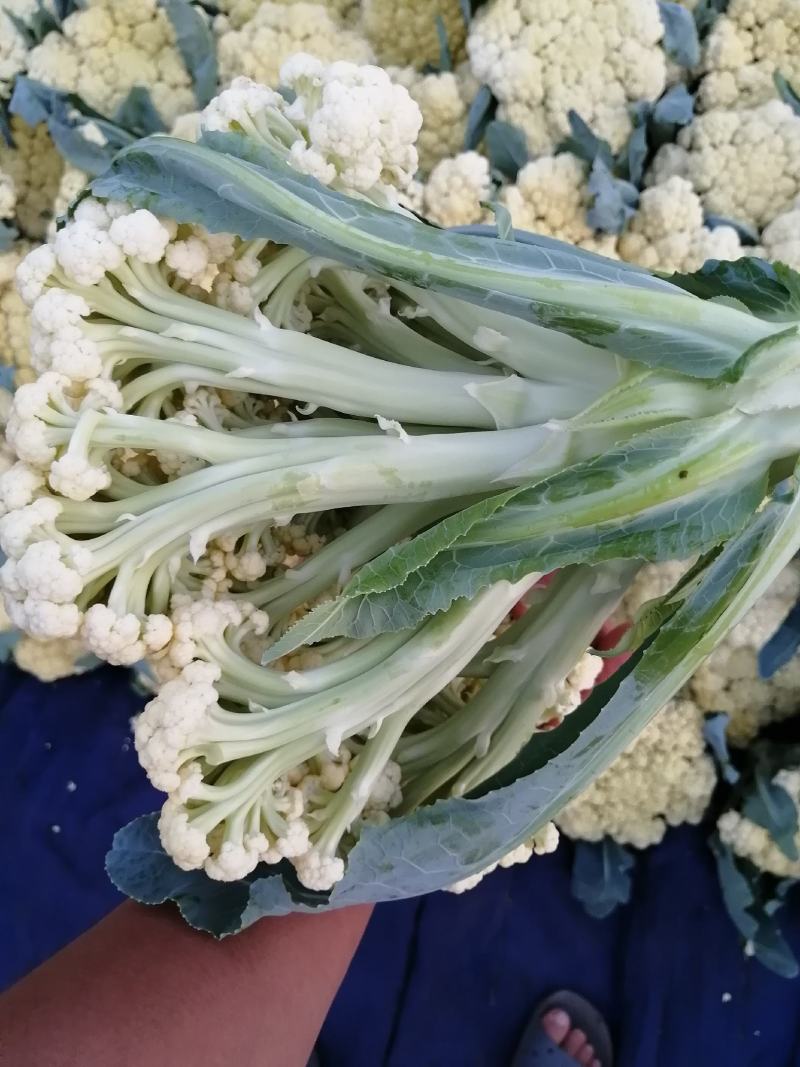 青梗白面微黄有机花，加工厂专用有机花大量供应，货源充足